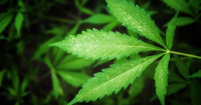 THC und CBD: Sind Hanfsamen wirklich unbedenklich?