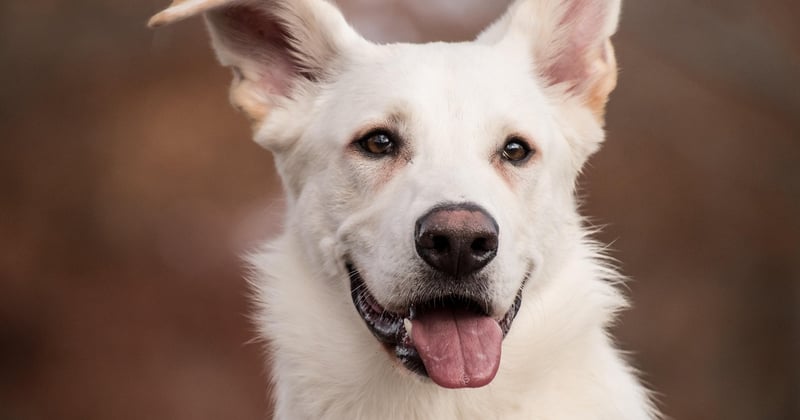 Hütehunde für Schafe: Die 7 besten Herdenschutzhunde im Vergleich